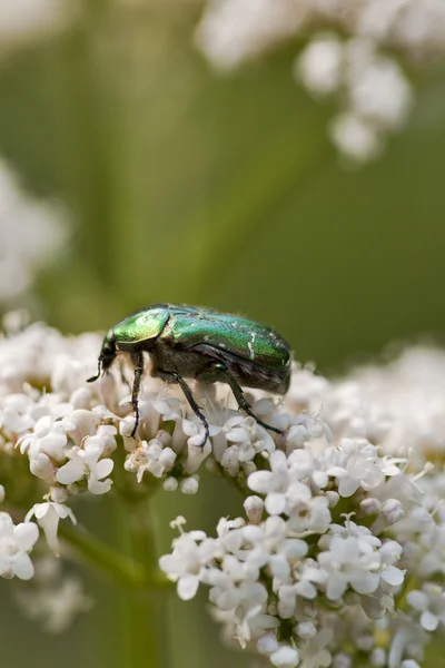 Bug vert — Photo