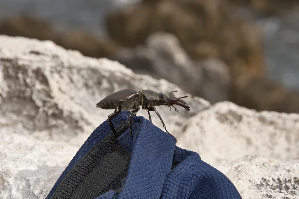 Avrupa stag beetle — Stok fotoğraf