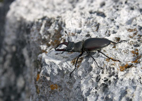 Avrupa stag beetle — Stok fotoğraf