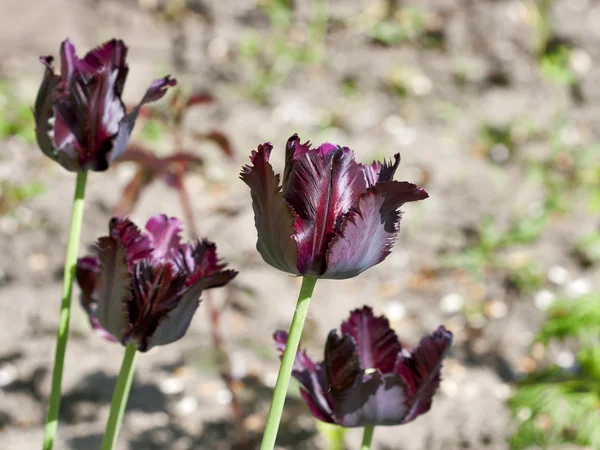 Tulipanes púrpura Darck — Foto de Stock