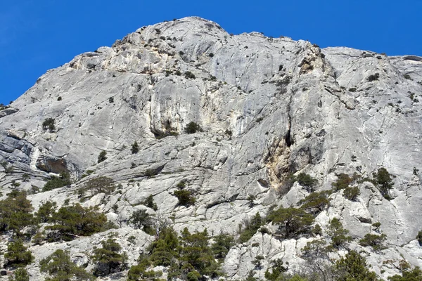 Sokol (Falcon) dağ — Stok fotoğraf