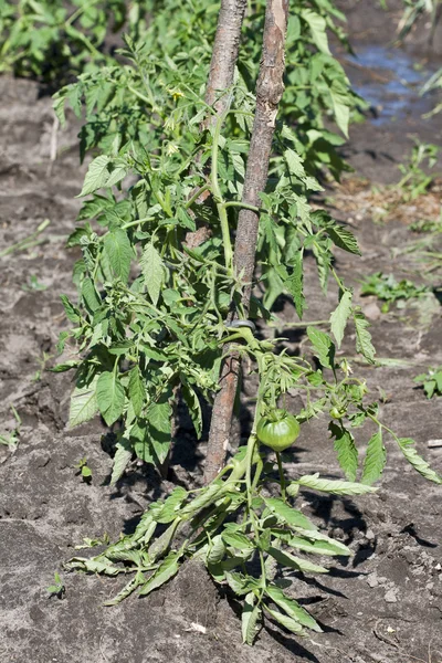 Groene tomaat bed — Stockfoto