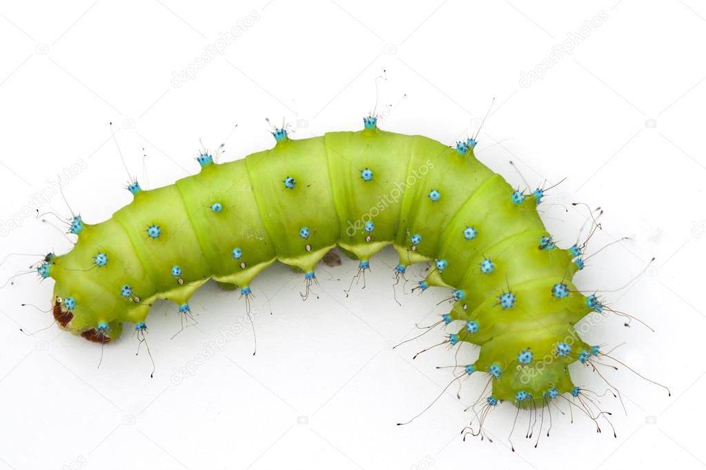 Huge emerald green caterpillar