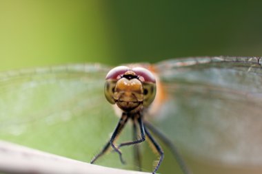 şirin yusufçuk kafa