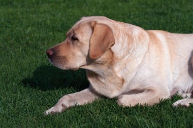 Labrador (geri almak) anne