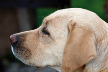 Labrador (geri almak)