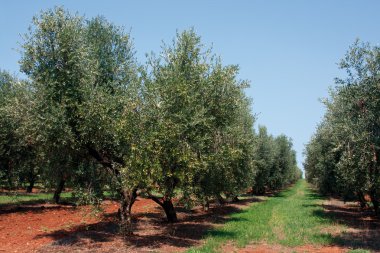 zeytin ağacı alan