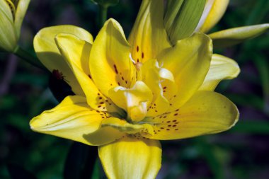 Sarı lilly