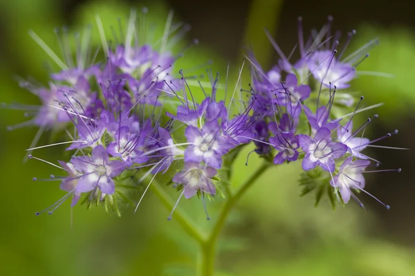 星の形の花 — ストック写真