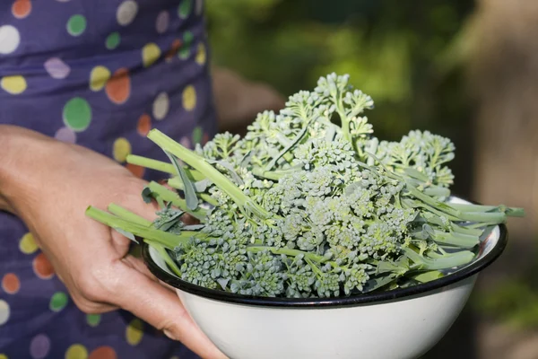 Brocoli from the garden — Stock Photo, Image