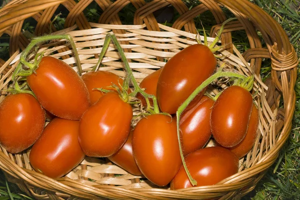 Tomaten im Korb — Stockfoto