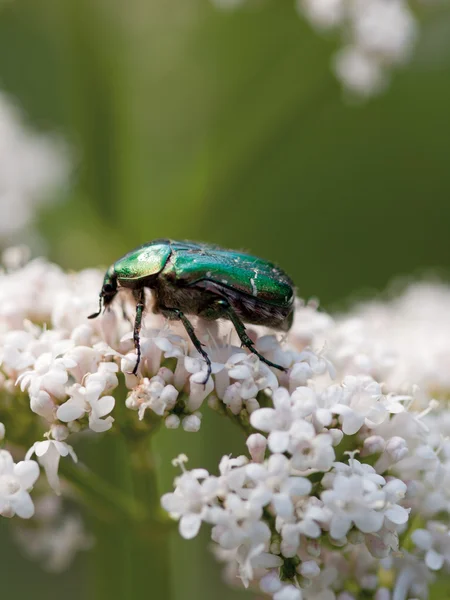 绿色小虫 — 图库照片