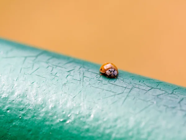 Oranje lieveheersbeestje — Stockfoto