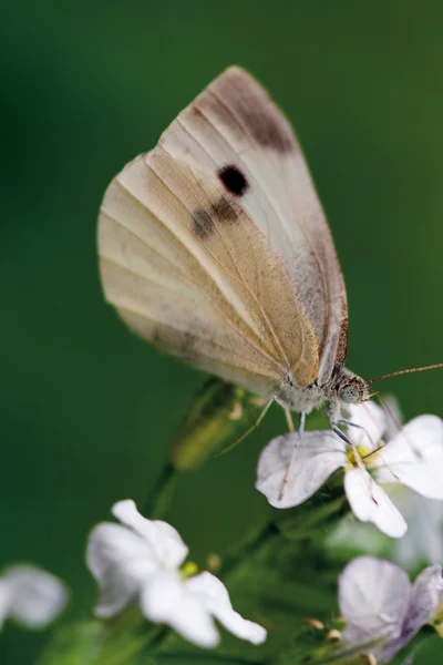 Petit papillon blanc — Photo