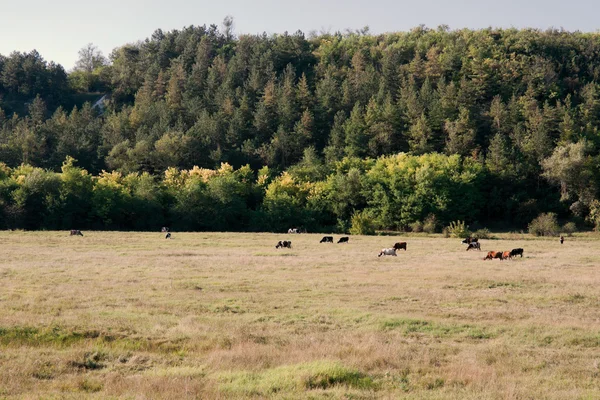 Paesaggio idilliaco paese — Foto Stock