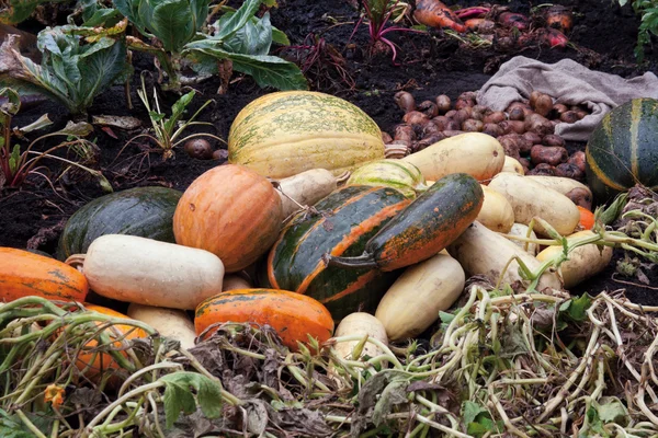 Vegetables composition — Stock Photo, Image