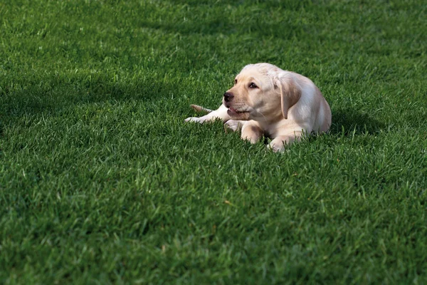 (レトリーバー) のラブラドール子犬 — ストック写真