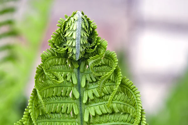 Young fern macro. — Stock Photo, Image