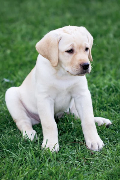Labrador (retriever) puppy — Stock Photo, Image
