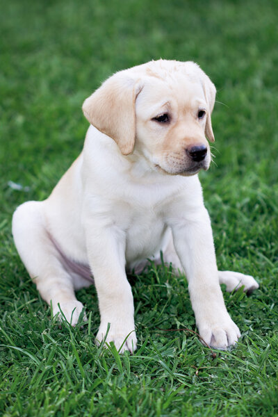 Labrador (retriever) puppy
