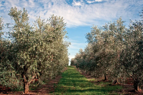 Olivträdet fältet — Stockfoto