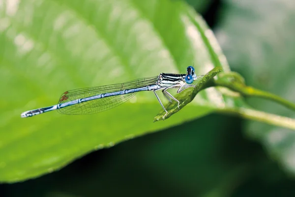 Blaue Libelle — Stockfoto