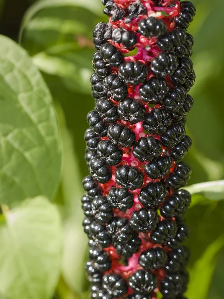 Pokeweed — Stock Photo, Image