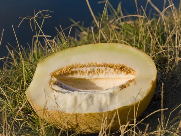 Melon na polu — Zdjęcie stockowe
