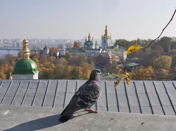 Pigeon — Stock Photo, Image