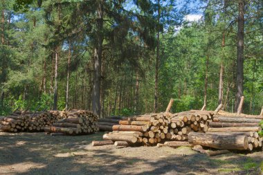 Ormandaki kütükler