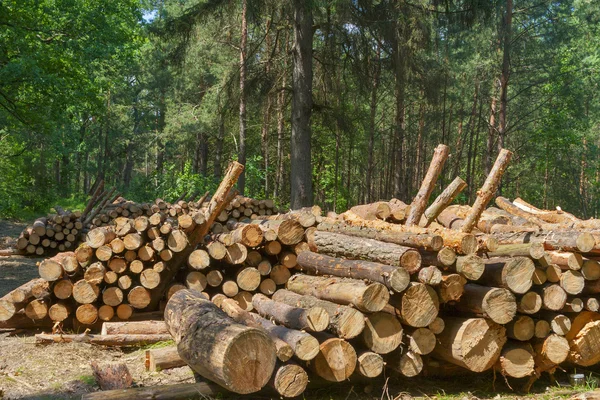 Bûches dans la forêt — Photo