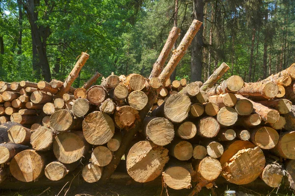 Boomstammen in het bos — Stockfoto