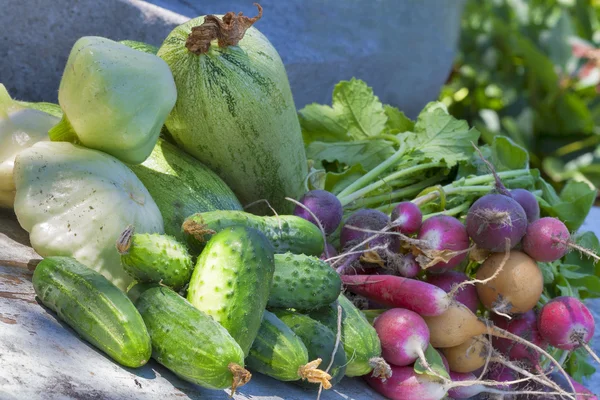 Colheita de legumes de verão — Fotografia de Stock