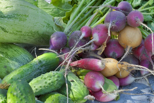 Gemüseernte im Sommer — Stockfoto