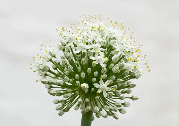 Beyaz soğan çiçek portre — Stok fotoğraf