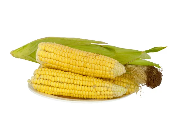 Placa de espigas de milho isolado em branco — Fotografia de Stock