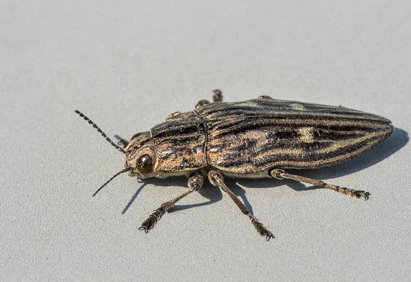 Böcek agriotes lineatus makro — Stok fotoğraf