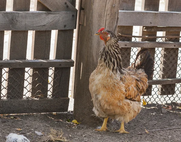 Mãe galinha — Fotografia de Stock