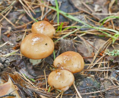 Boletus mantar