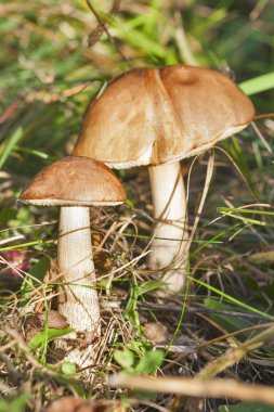 kahverengi kap çörek