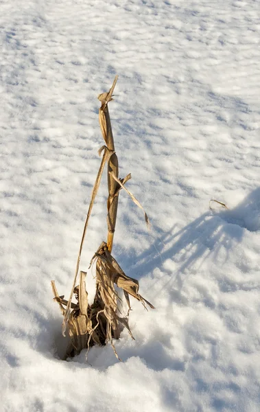 Dry plant on snow surface background — Stock Photo, Image