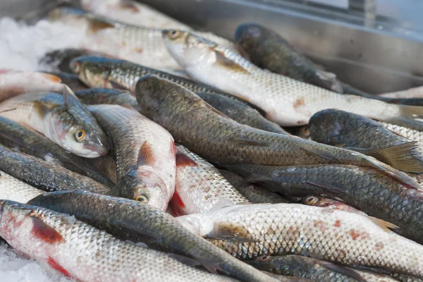 Fresh mullet fish (L. seheli) — Stock Photo, Image
