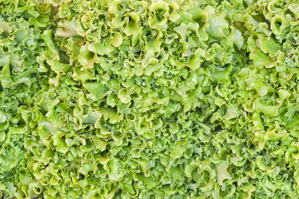 Green salad background — Stock Photo, Image