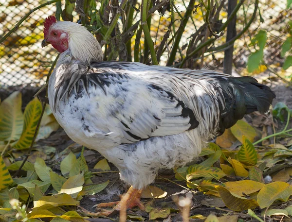 Weiß gesprenkelte Henne — Stockfoto