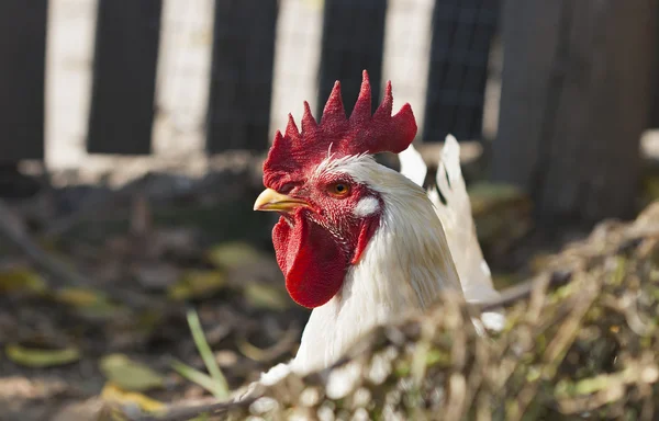 Witte haan met rode kuif — Stockfoto