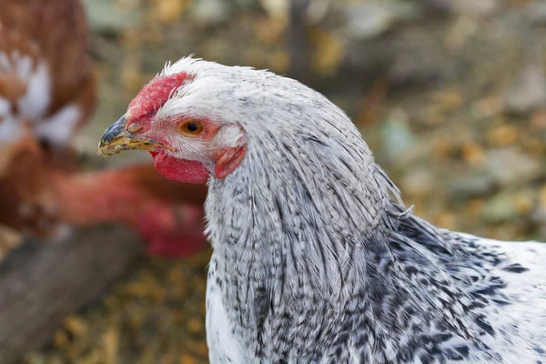 Gallina moteada blanca primer plano —  Fotos de Stock