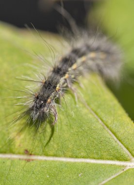 Caterpillar yarısı yenmiş bir yaprak üzerinde