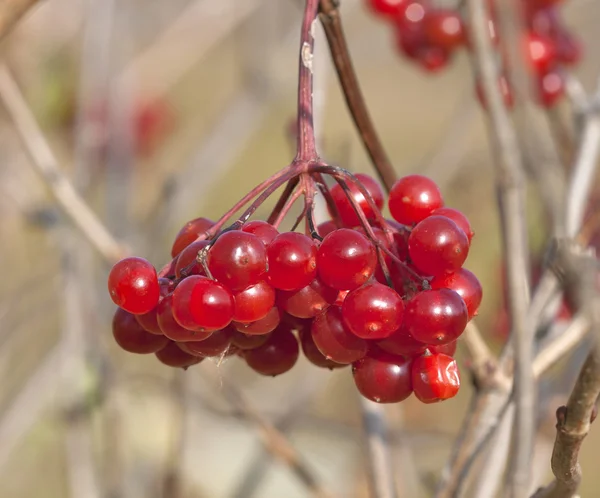 Berries of red Viburnum closeup — Stock Photo, Image