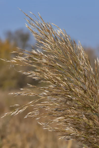 Giunco autunnale — Foto Stock