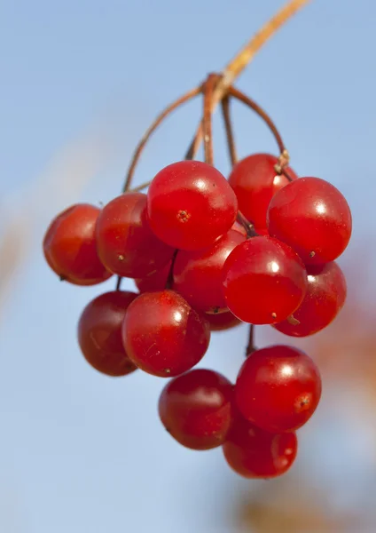Berries of red Viburnum closeup — Stock Photo, Image